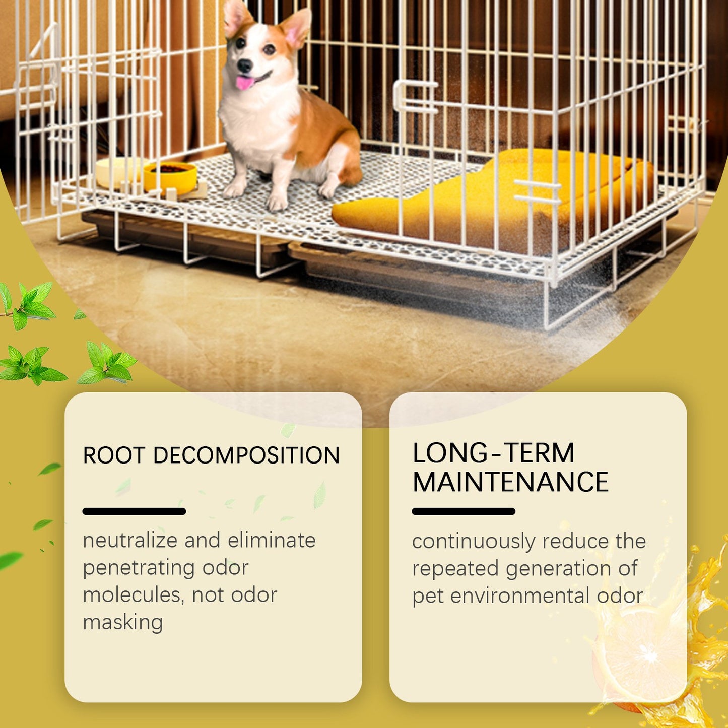 Kennel Odor Eliminator 🍑  Concentrate – Non-Enzymatic, Apricot & Fresh Scents for Tough Pet Odors